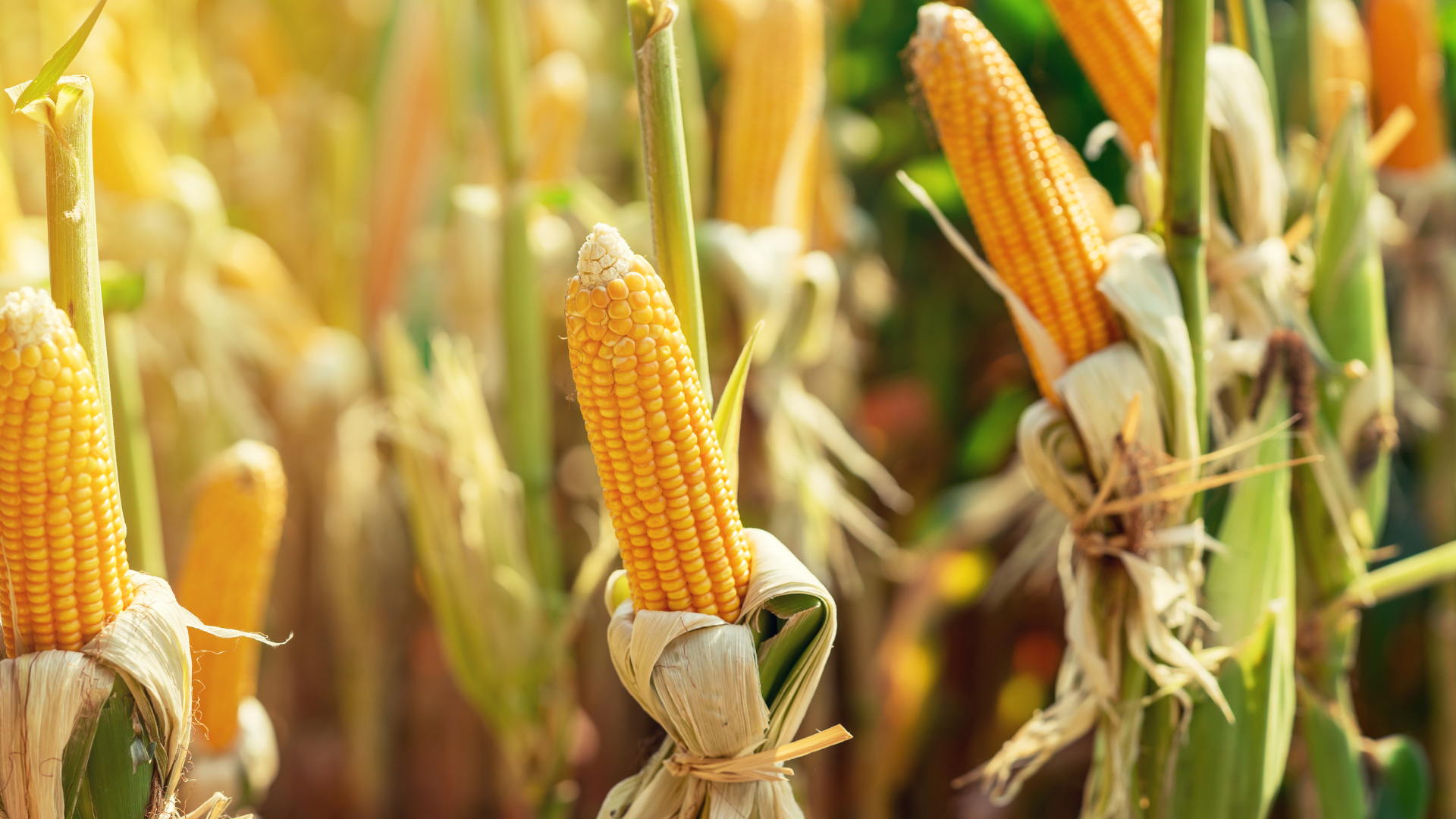 Redução do ICMS do milho em Sergipe